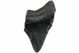 Partial Megalodon Tooth #194079-1